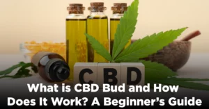 What is CBD Bud and How Does It Work? A Beginner’s Guide