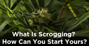What is Scrogging? How can you start yours?
